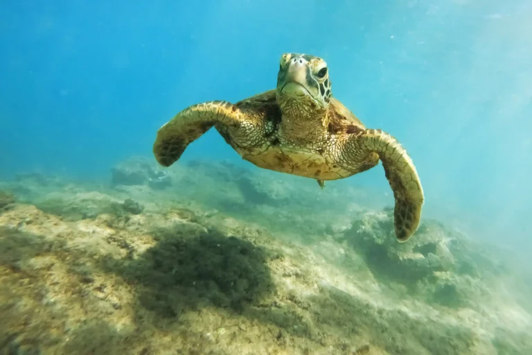 Snorkeling Activity | Komodo Island | Raja Ampat