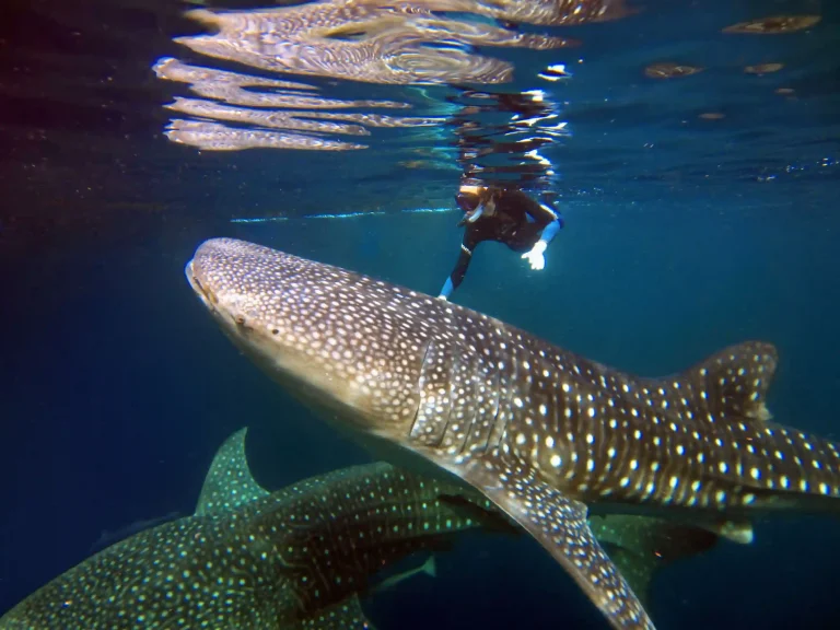 Whale shark swimming beside a snorkeller