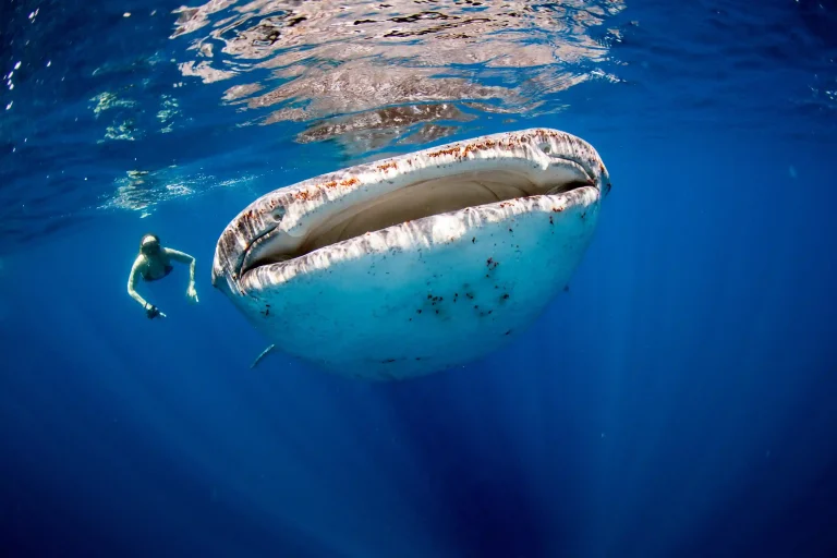 Whale Shark Point, Sumbawa