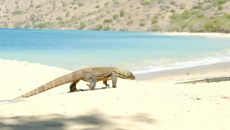 Komodo Dragon Walking on Beach