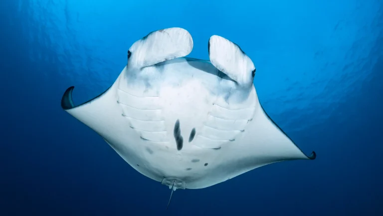 Manta Ray in Misool Raja Ampat Underwater