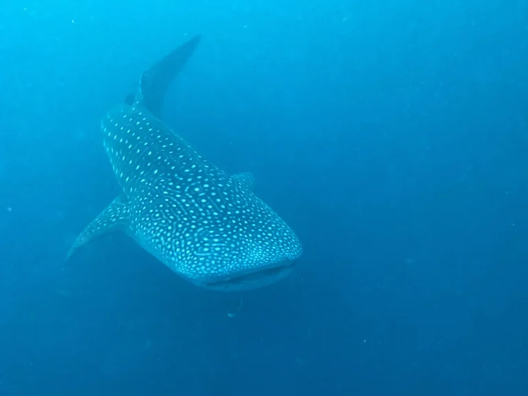Whale Shark on Triton Bay Tours