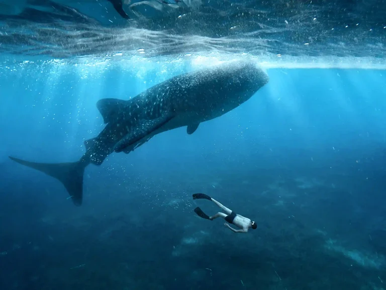 Whale shark point, Sumbawa