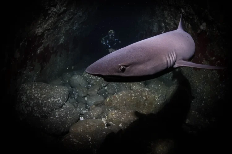 Investment Opportunities in Sumbawa, Indonesia