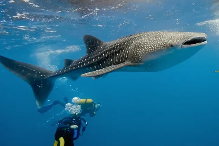 Investment Opportunities in Sumbawa, Indonesia